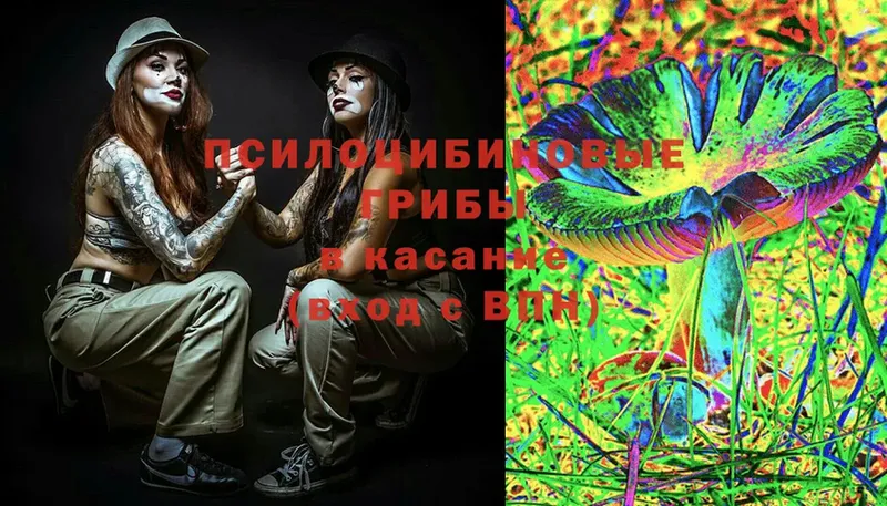 Галлюциногенные грибы Cubensis  хочу   Высоцк 